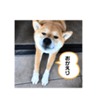 柴犬 風多の日常会話2（個別スタンプ：3）