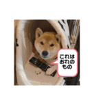 柴犬 風多の日常会話2（個別スタンプ：4）