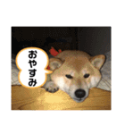 柴犬 風多の日常会話2（個別スタンプ：5）