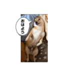 柴犬 風多の日常会話2（個別スタンプ：6）