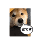 柴犬 風多の日常会話2（個別スタンプ：7）