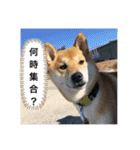 柴犬 風多の日常会話2（個別スタンプ：8）