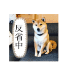 柴犬 風多の日常会話2（個別スタンプ：9）