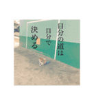 柴犬 風多の日常会話2（個別スタンプ：10）
