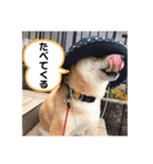 柴犬 風多の日常会話2（個別スタンプ：12）