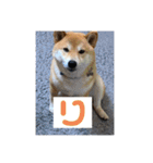 柴犬 風多の日常会話2（個別スタンプ：13）