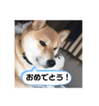 柴犬 風多の日常会話2（個別スタンプ：14）