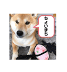 柴犬 風多の日常会話2（個別スタンプ：15）