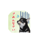 黒柴ゆず1（個別スタンプ：1）