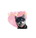 黒柴ゆず1（個別スタンプ：3）