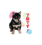 黒柴ゆず1（個別スタンプ：4）