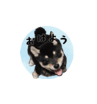 黒柴ゆず1（個別スタンプ：5）