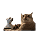いっぬとねっこの日常（個別スタンプ：1）