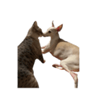 いっぬとねっこの日常（個別スタンプ：2）