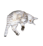 いっぬとねっこの日常（個別スタンプ：20）
