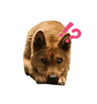 ぺいちゃん77（個別スタンプ：7）
