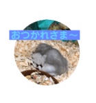 ハムスターのマリン（個別スタンプ：8）