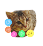 愛するサバ。（個別スタンプ：2）