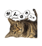 愛するサバ。（個別スタンプ：5）