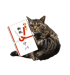 愛するサバ。（個別スタンプ：11）