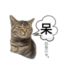 愛するサバ。（個別スタンプ：25）