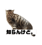 愛するサバ。（個別スタンプ：27）