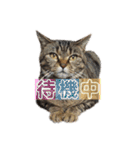 愛するサバ。（個別スタンプ：31）