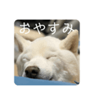 しろとニコ（個別スタンプ：7）