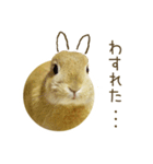 毎日ネザーランドドワーフ うさぎスタンプ（個別スタンプ：1）