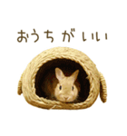 毎日ネザーランドドワーフ うさぎスタンプ（個別スタンプ：2）