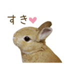 毎日ネザーランドドワーフ うさぎスタンプ（個別スタンプ：4）
