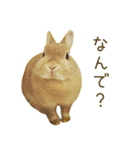 毎日ネザーランドドワーフ うさぎスタンプ（個別スタンプ：5）