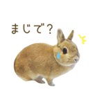 毎日ネザーランドドワーフ うさぎスタンプ（個別スタンプ：6）