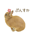 毎日ネザーランドドワーフ うさぎスタンプ（個別スタンプ：7）