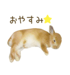 毎日ネザーランドドワーフ うさぎスタンプ（個別スタンプ：8）