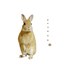 毎日ネザーランドドワーフ うさぎスタンプ（個別スタンプ：9）