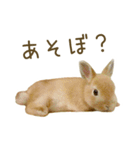 毎日ネザーランドドワーフ うさぎスタンプ（個別スタンプ：10）
