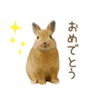 毎日ネザーランドドワーフ うさぎスタンプ（個別スタンプ：12）