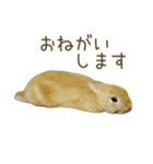 毎日ネザーランドドワーフ うさぎスタンプ（個別スタンプ：13）