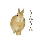 毎日ネザーランドドワーフ うさぎスタンプ（個別スタンプ：14）