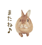 毎日ネザーランドドワーフ うさぎスタンプ（個別スタンプ：15）