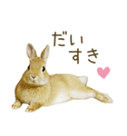 毎日ネザーランドドワーフ うさぎスタンプ（個別スタンプ：17）