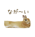 毎日ネザーランドドワーフ うさぎスタンプ（個別スタンプ：18）