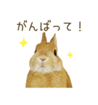 毎日ネザーランドドワーフ うさぎスタンプ（個別スタンプ：19）