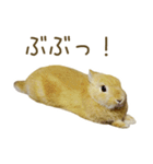 毎日ネザーランドドワーフ うさぎスタンプ（個別スタンプ：23）