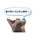 ロシアンの日常。（個別スタンプ：2）