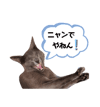 ロシアンの日常。（個別スタンプ：5）