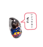青波ちゃんスタンプ（個別スタンプ：36）