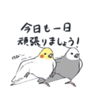 オカメインコ 敬語（個別スタンプ：39）