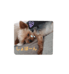 こむぎさん♪（個別スタンプ：6）